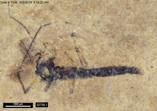 Genus sp