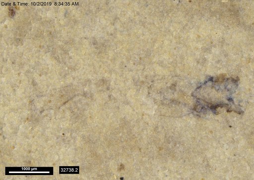 Genus sp