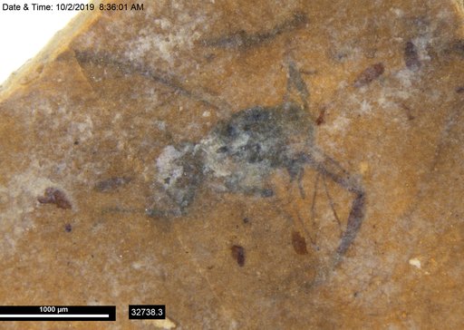 Aphididae