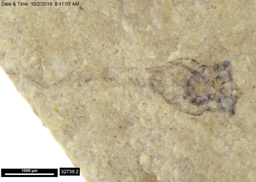 Genus sp