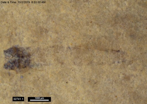 Genus sp