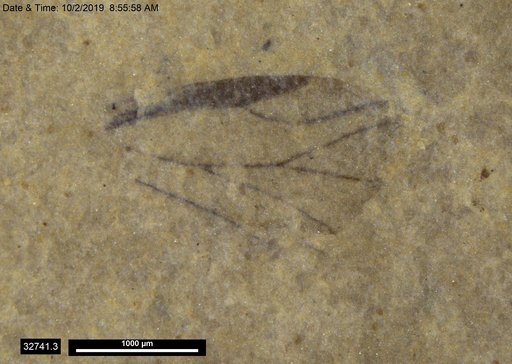 Aphididae