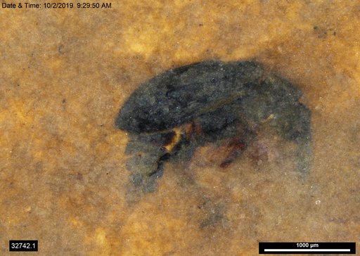 Genus sp