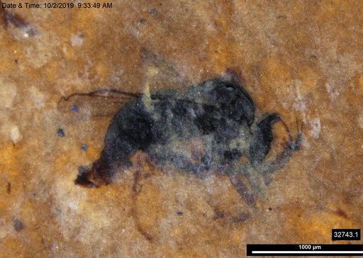 Diptera