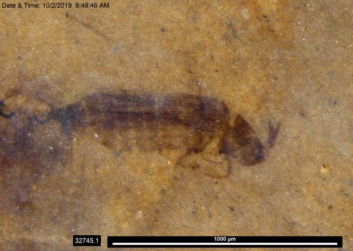 Genus sp