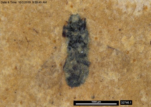 Genus sp