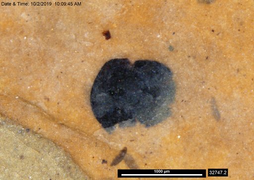 Tracheophyta