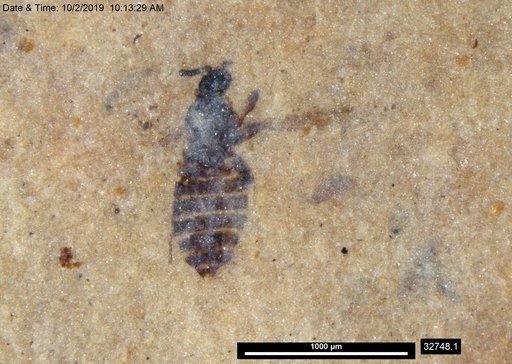 Genus sp