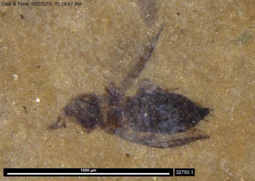 Genus sp
