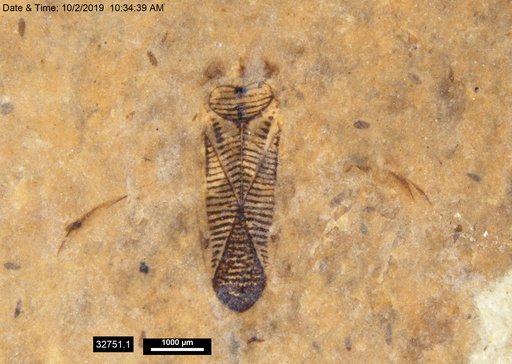 Corixidae