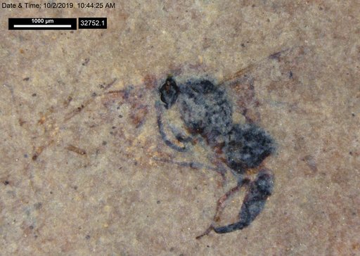 Proctotrupidae