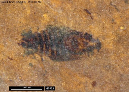 Genus sp