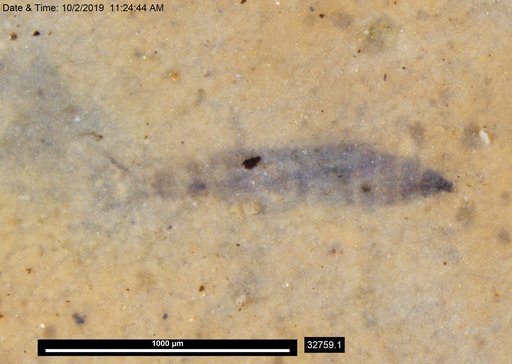 Genus sp