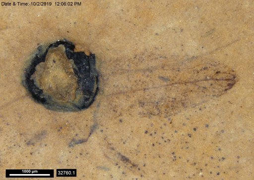 Tracheophyta