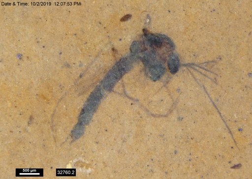 Genus sp