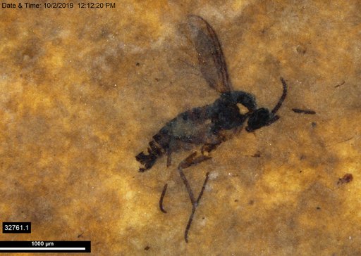 Diptera