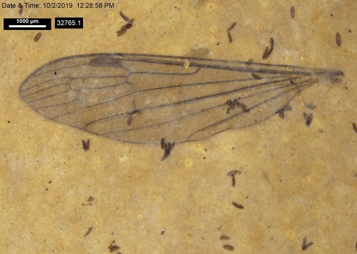 Diptera