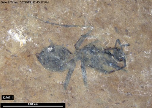 Formicidae