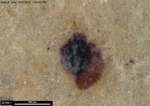 Tracheophyta