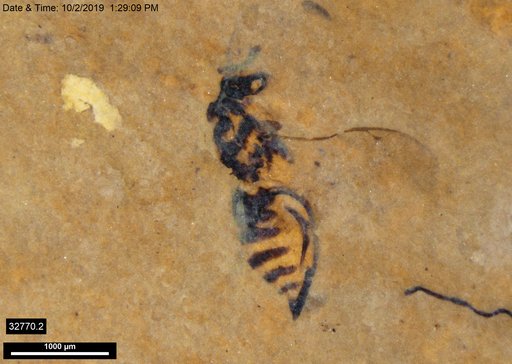 Genus sp