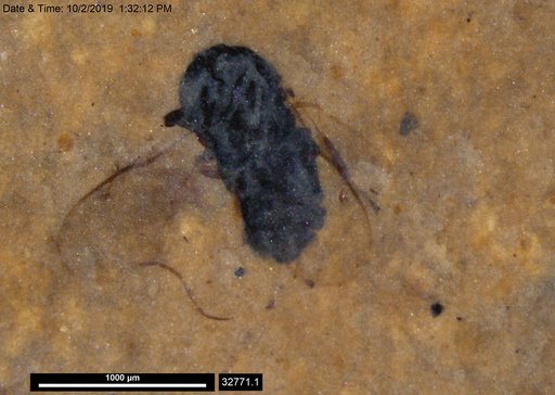 Genus sp