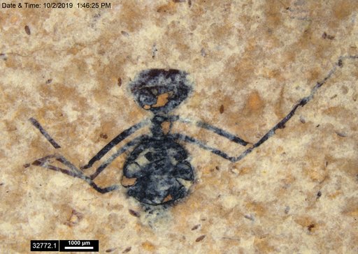 Formicidae