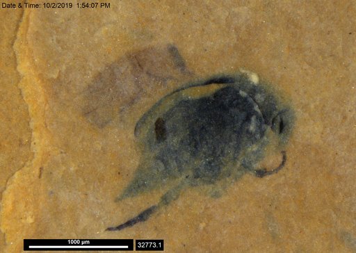 Mordellidae