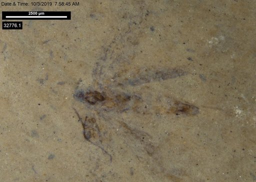 Genus sp