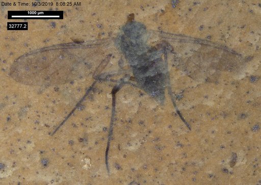 Diptera
