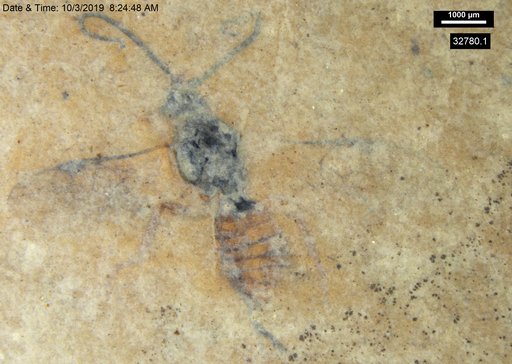Genus sp