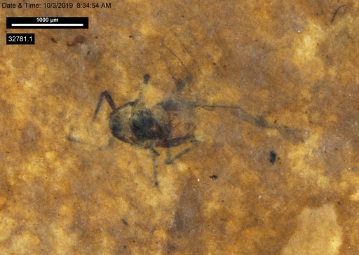 Aphididae