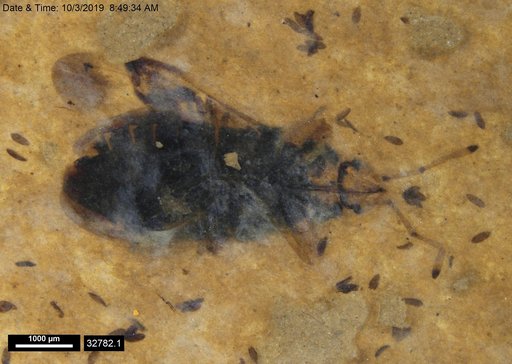 Genus sp