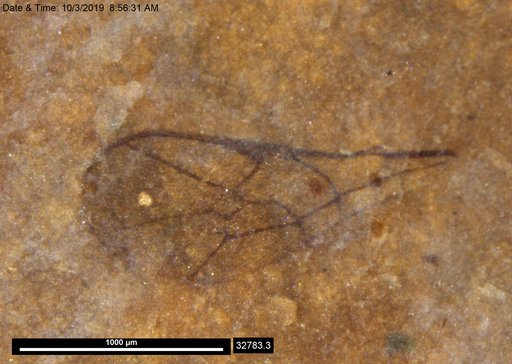 Ichneumonidae