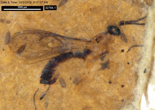 Braconidae