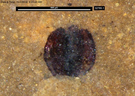 Tracheophyta