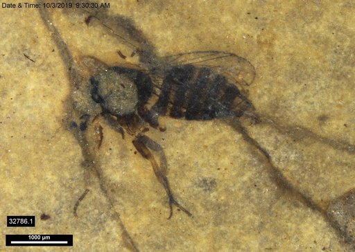 Diptera