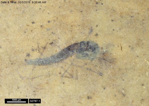 Genus sp