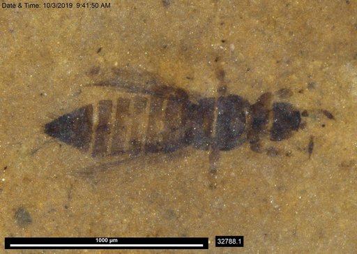 Genus sp