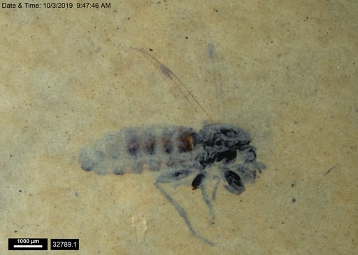 Genus sp
