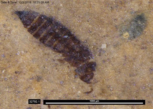 Genus sp