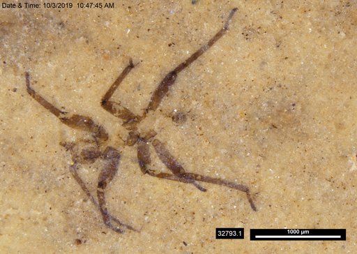 Genus sp