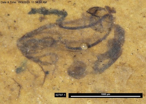 Chaoboridae