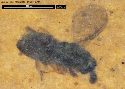 Genus sp