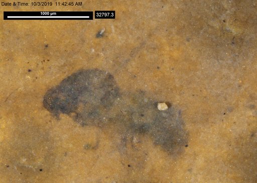 Genus sp