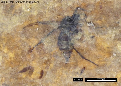 Diptera