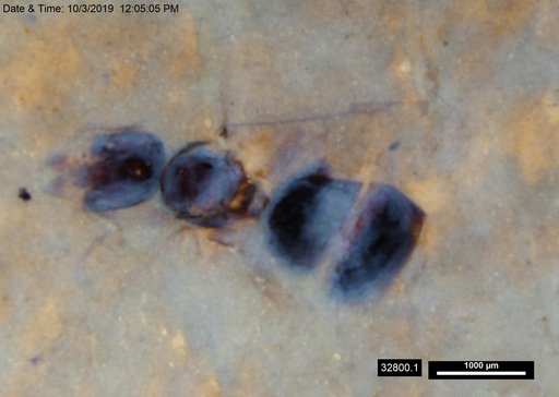 Formicidae