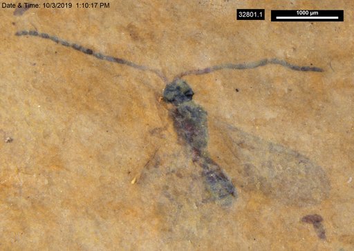 Diapriidae