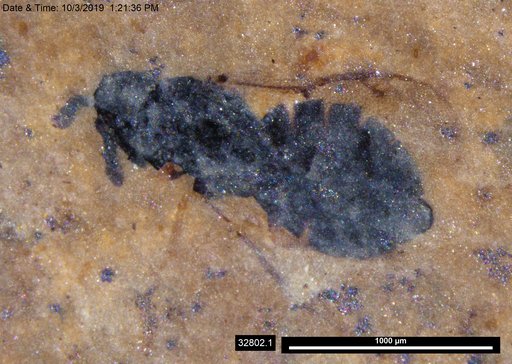 Genus sp