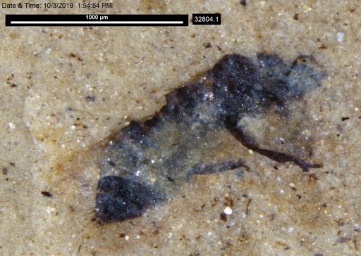 Genus sp