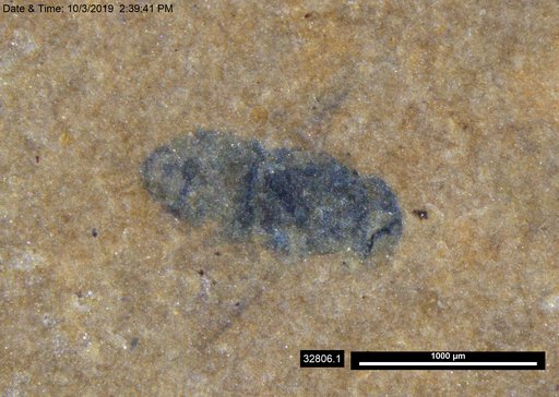 Genus sp